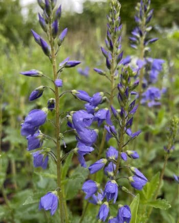 Veronica teucrium Royal Candles Blue met diepblauwe bloemaren in bloei