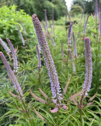 Veronicastrum sibiricum Red Arrows met roze bloemaren op donkerrode stelen