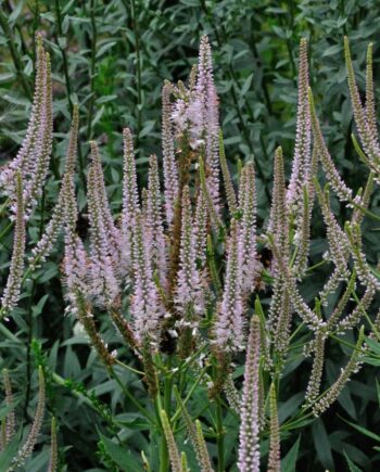 Veronicastrum virginicum 'Challenger' met lange roze bloemaren op hoge opgaande stengels.