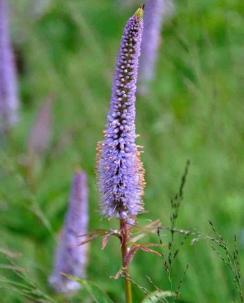 Licht paarsblauwe bloeiaren van Veronicastrum virginicum ‘Cupid’