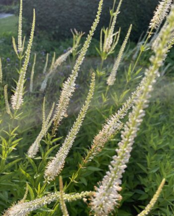 Veronicastrum virginicum 'Diana' met lange zuiverwitte bloeiaren boven een statige opgaande pol.