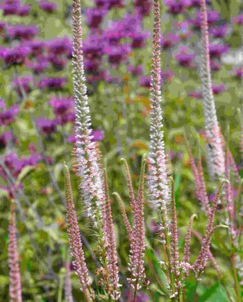 Zachtroze bloeiaren van Veronicastrum virginicum ‘Erika’
