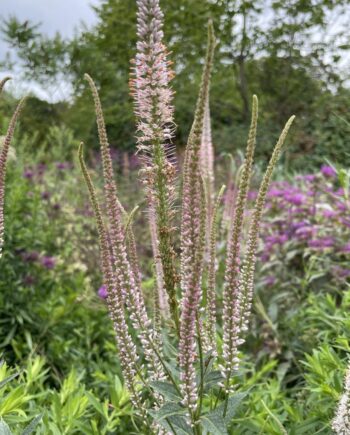 Veronicastrum virginicum 'Erika' met slanke lichtroze bloemaren boven frisgroen blad.