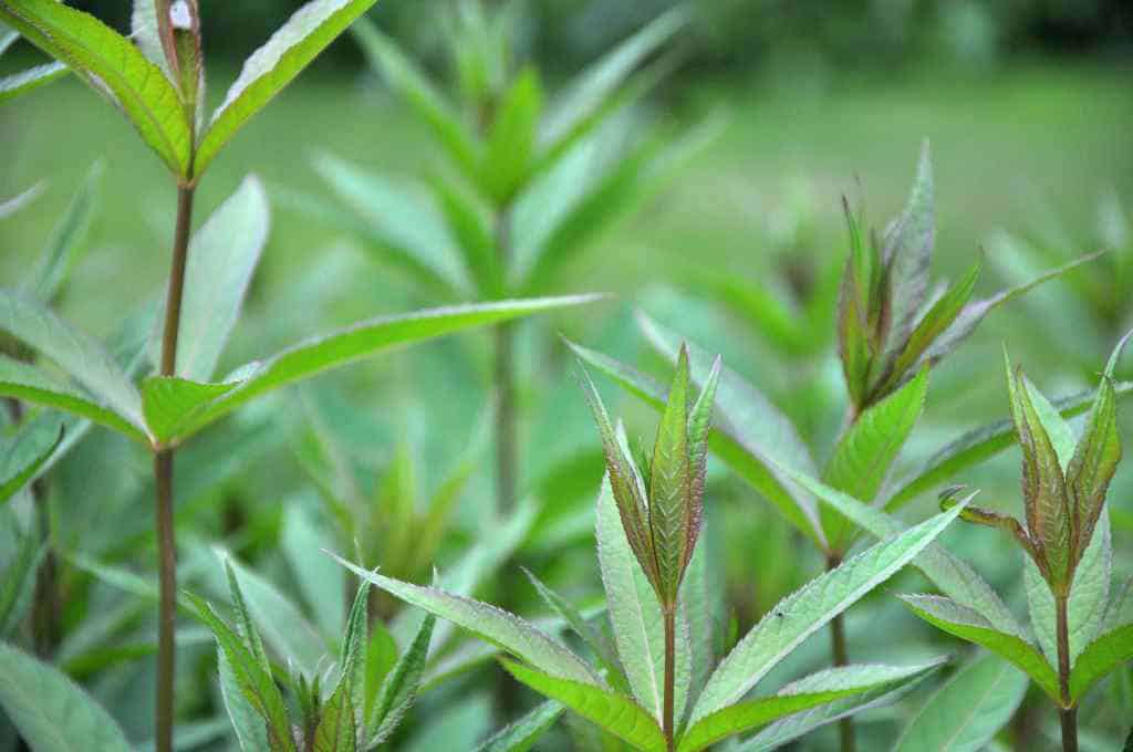 Veronicastrum virginicum 'Fascination'