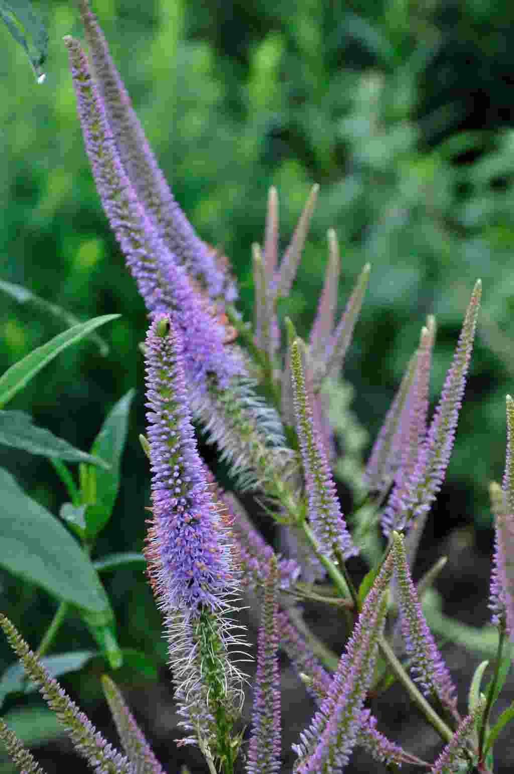 Veronicastrum virginicum 'Fascination'