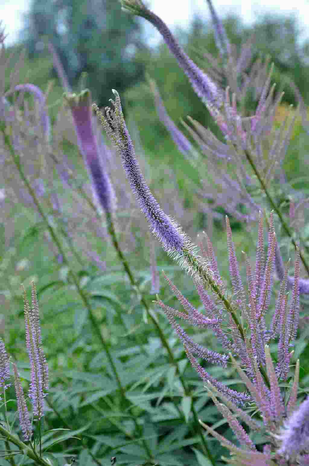 Veronicastrum virginicum 'Fascination'
