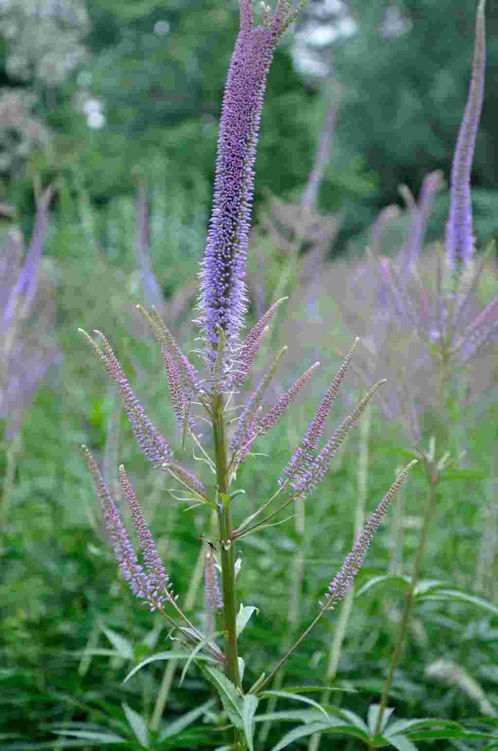 Veronicastrum virginicum 'Fascination'