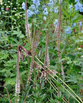Veronicastrum virginicum 'Kleine Erika' met slanke lichtroze bloemaren op compacte opgaande stengels.