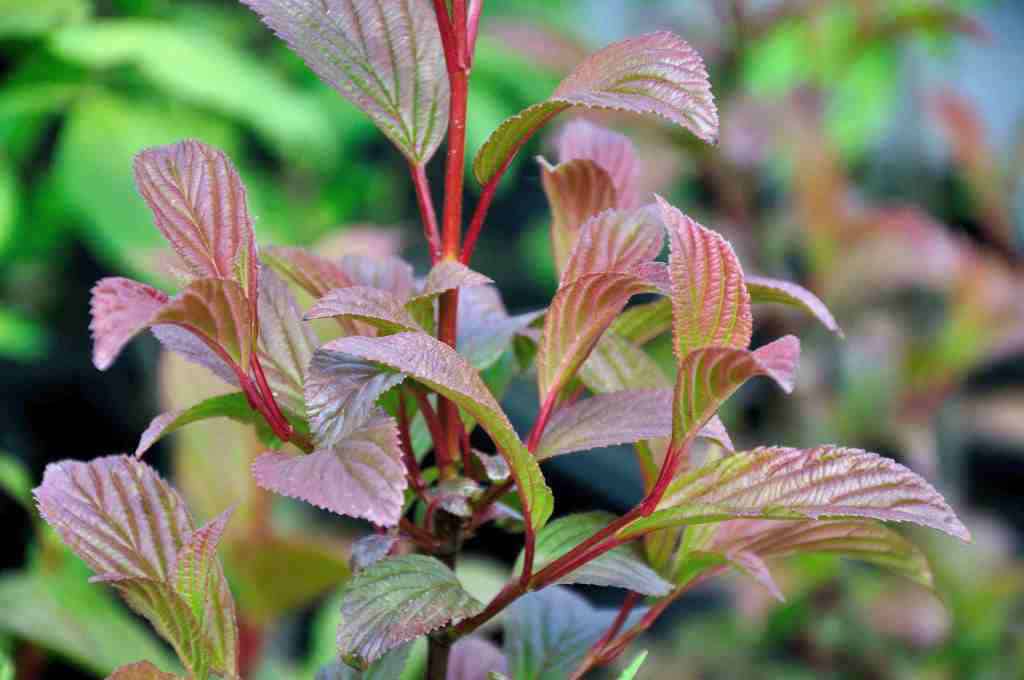 Viburnum bodnantense 'Charles Lamont'