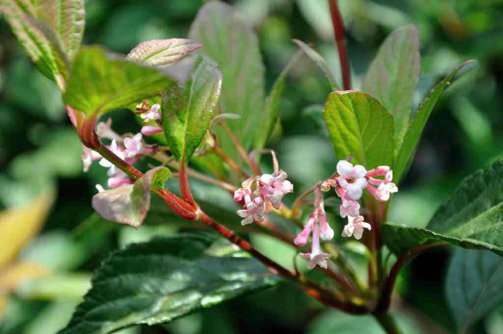 Viburnum bodnantense 'Charles Lamont'
