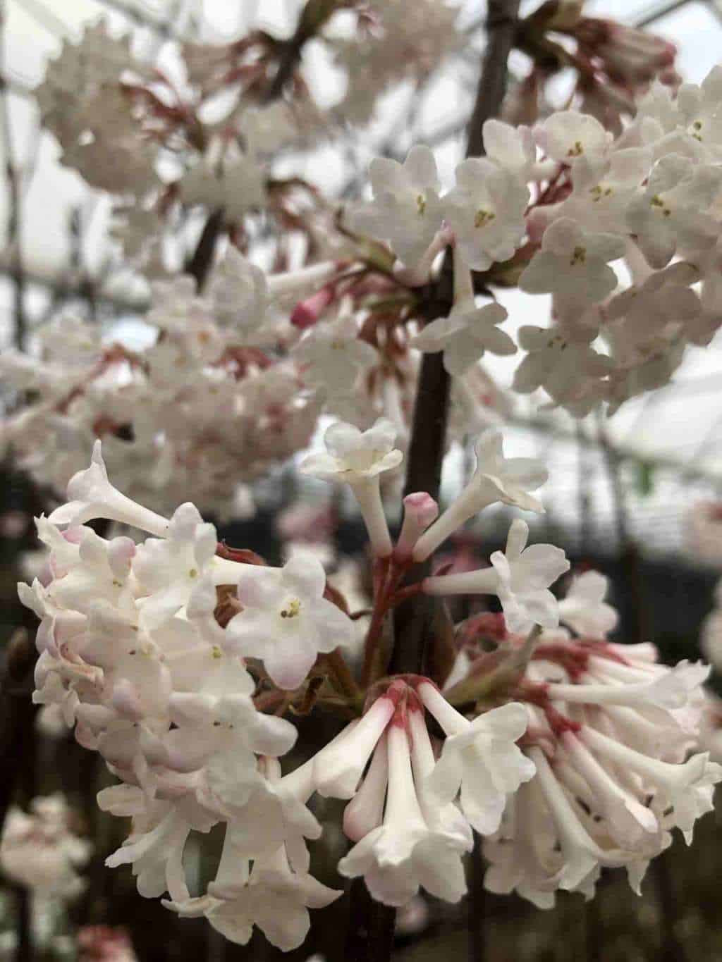 Viburnum bodnantense 'Charles Lamont'