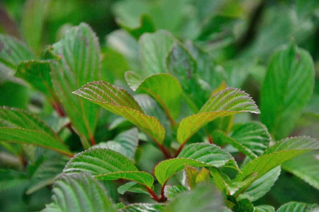 Viburnum bodnantense 'Dawn'