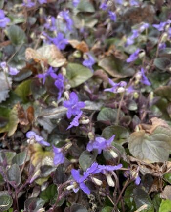 Viola labradorica met paars blad en kleine violetblauwe bloemen