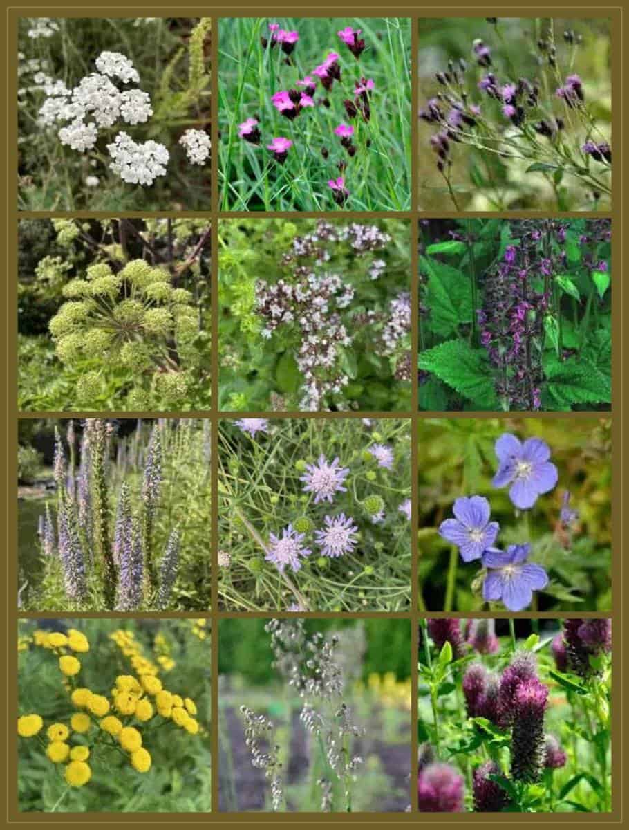 Moodboard met inheemse vaste planten uit borderpakket Wilde Marjolein voor de zon, waaronder wilde marjolein, duizendblad en veldsalie.