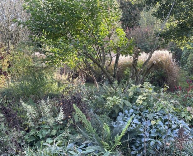Wintergroene planten zorgen voor structuur en rust in een natuurlijke tuin