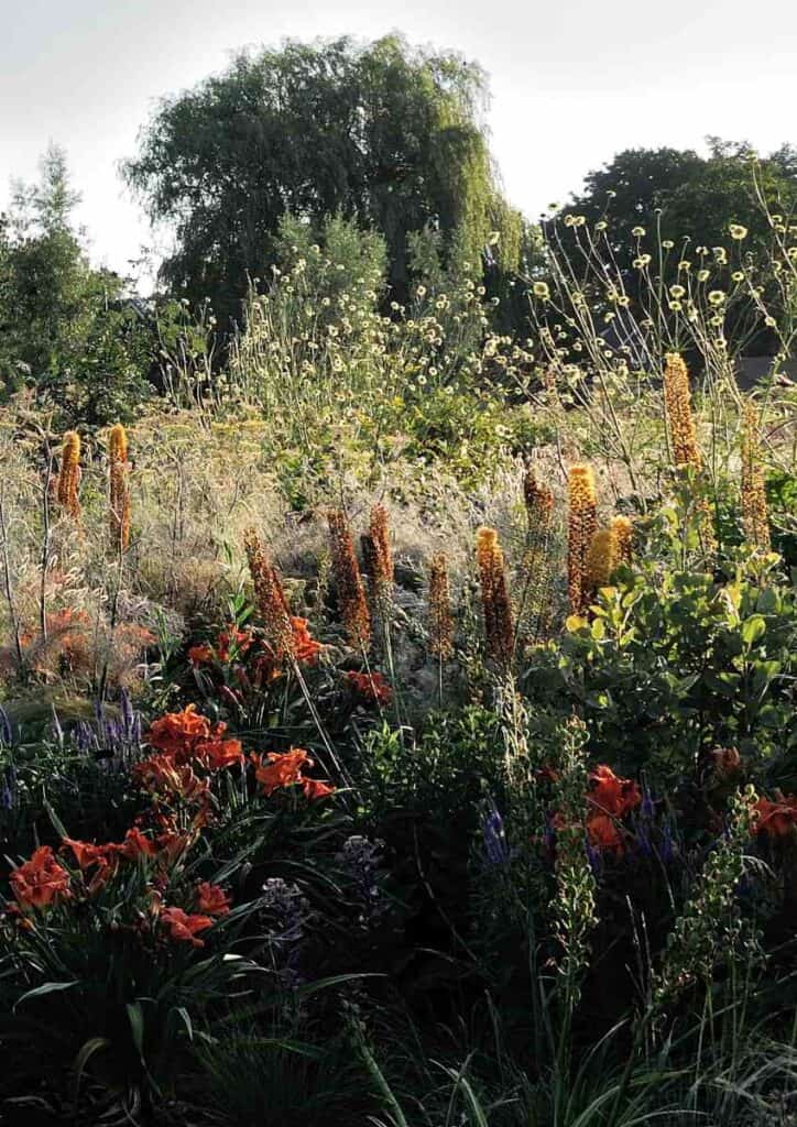 aren gecombineerd met andere bloemvormen