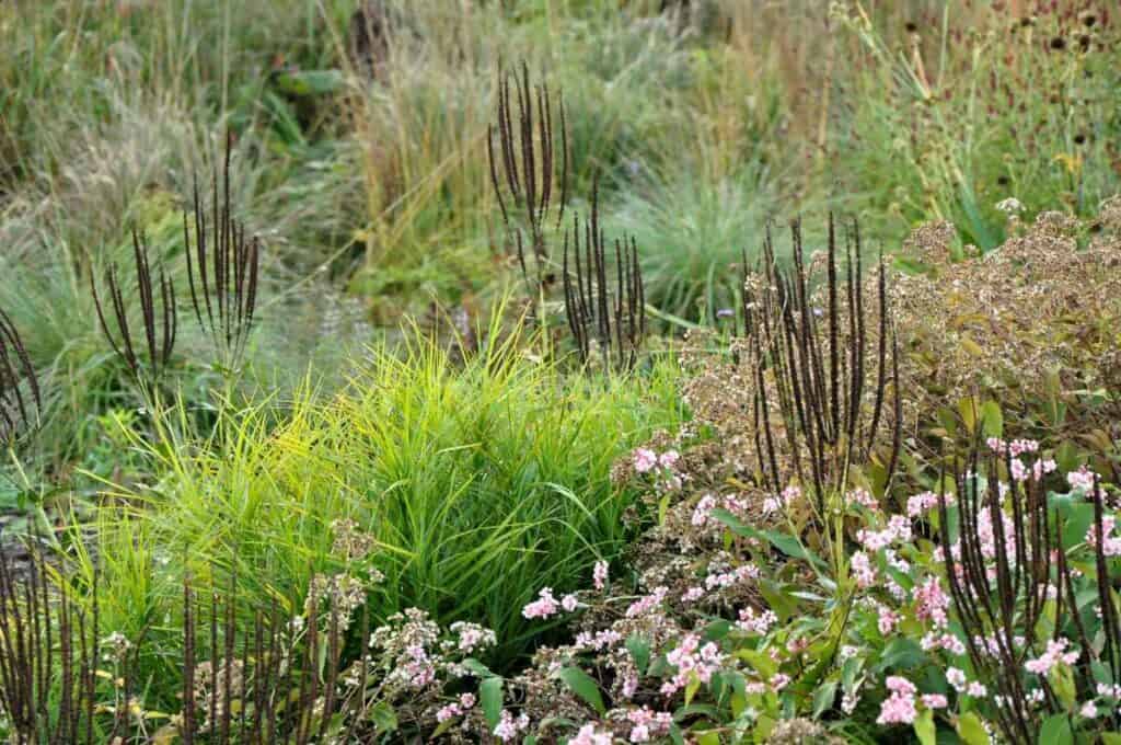 aren na de bloei in herfstborder
