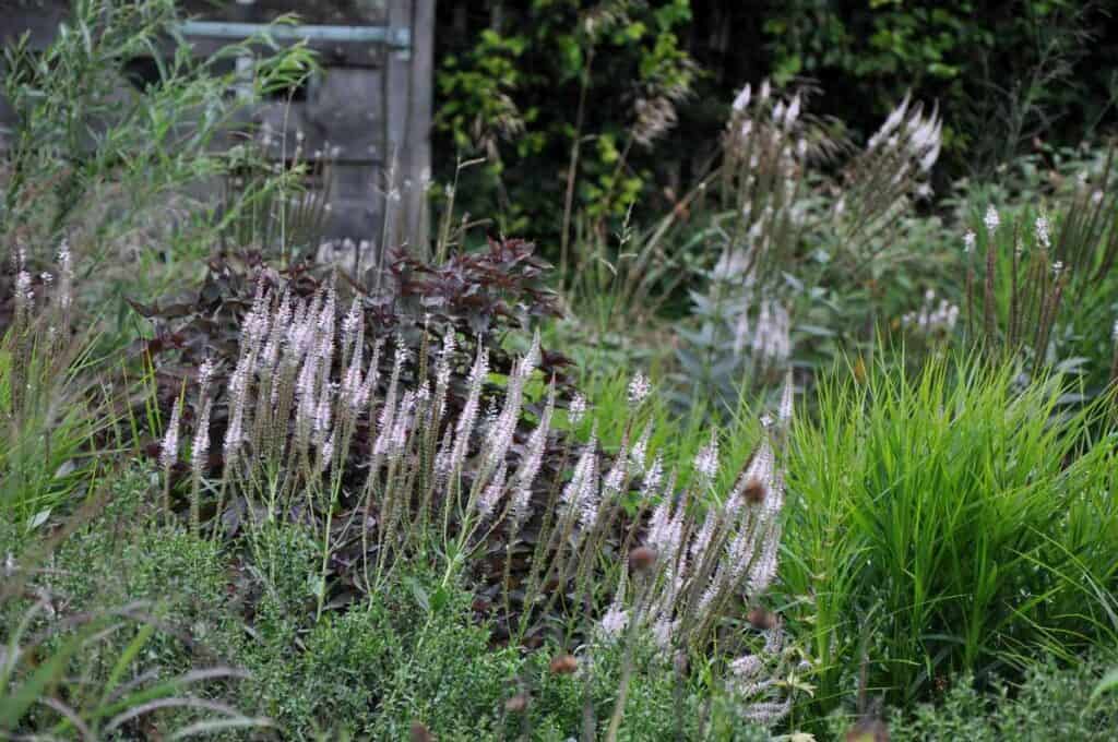 aarvormige bloemen in een natuurlijke border