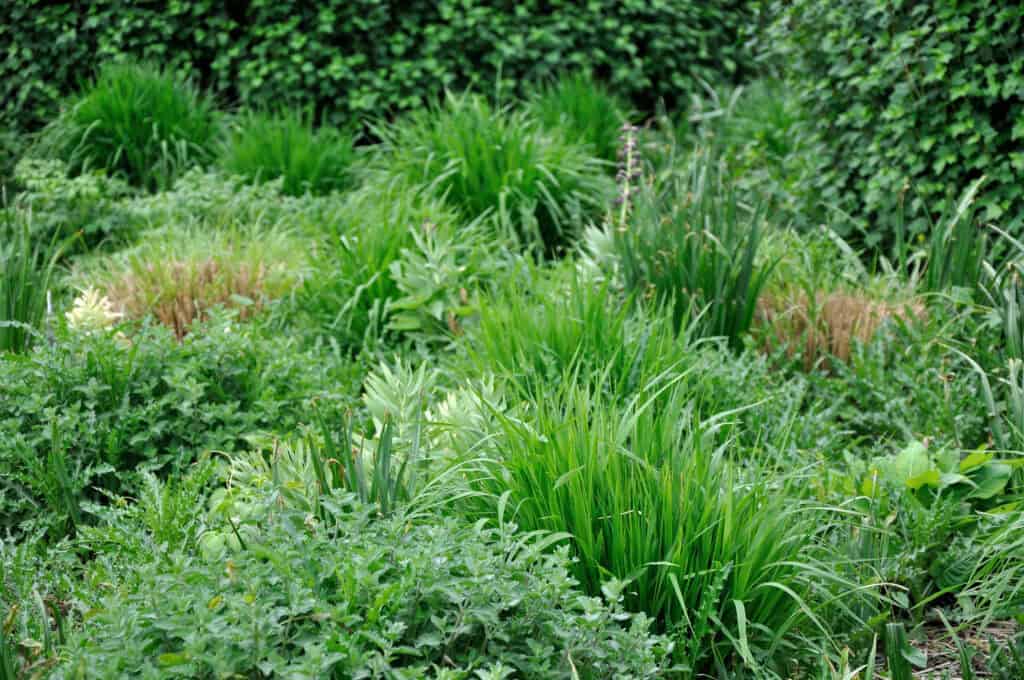 bladstructuren van vaste planten die elkaar aanvullen