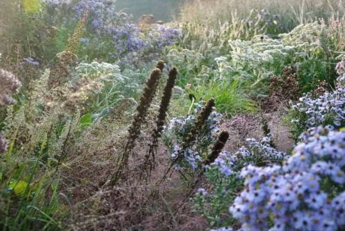 bloeiende-vaste-planten-voorjaar-zomer-najaar Bloeiende vaste planten in voorjaar, zomer en najaar