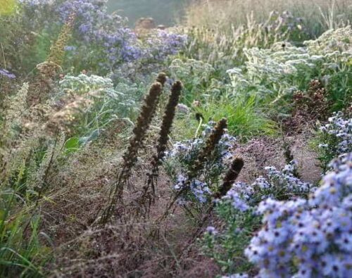 Bloeiende vaste planten in voorjaar, zomer en najaar