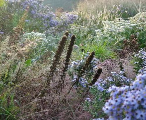 Bloeiende vaste planten in voorjaar, zomer en najaar
