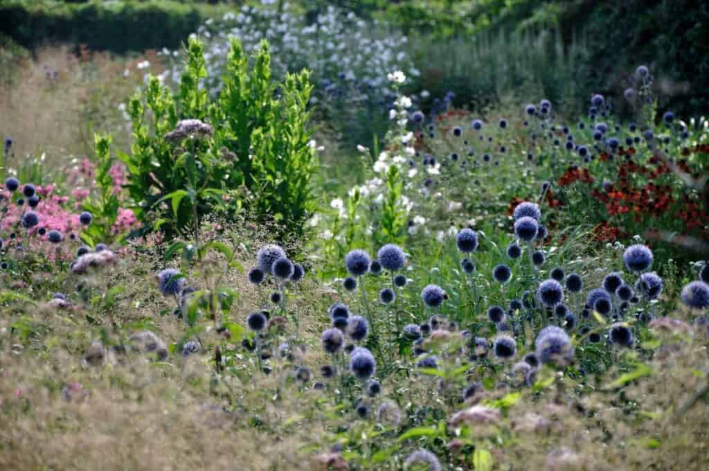 bolvormige bloemen als rustpunt in een natuurlijke border