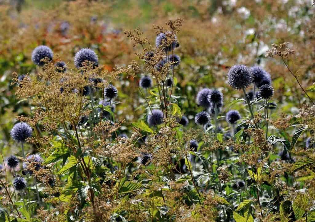 combinatie van bolvormige planten in natuurlijke beplanting