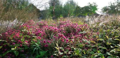 border-met-bloeiende-vaste-planten1 Border met bloeiende vaste planten voor de tuin
