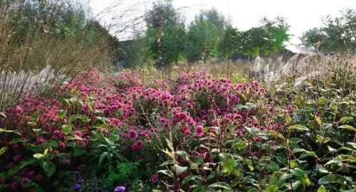 Border met bloeiende vaste planten voor de tuin