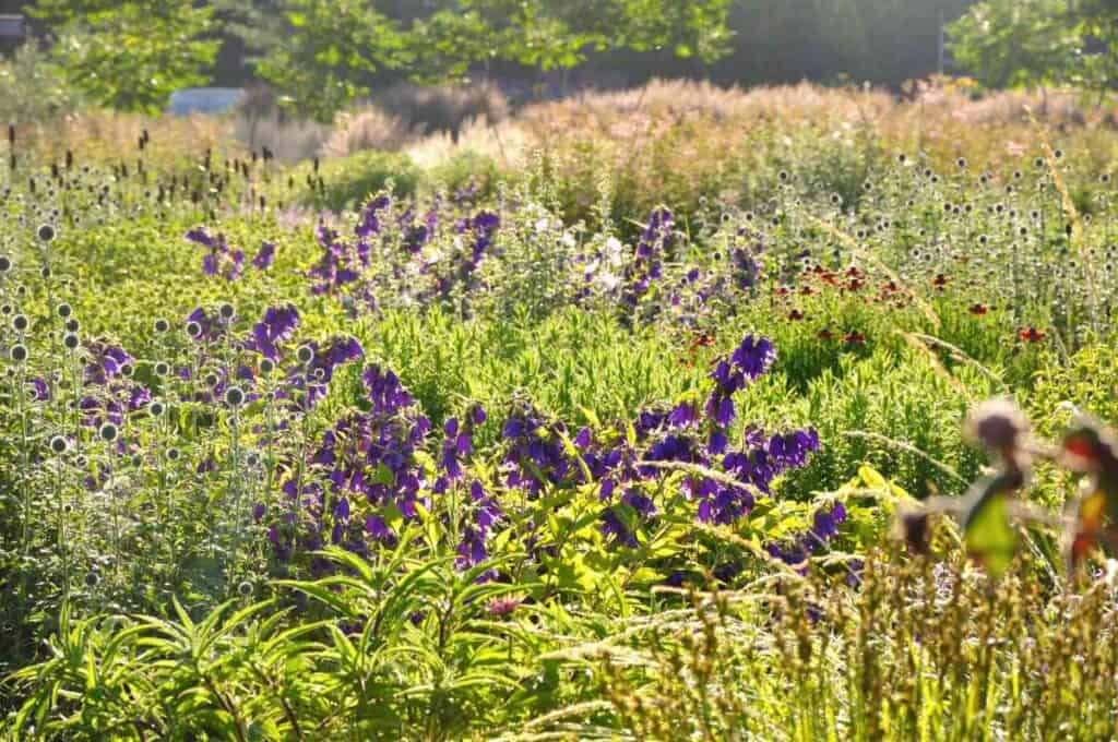border observeren in juni natuurlijke tuin