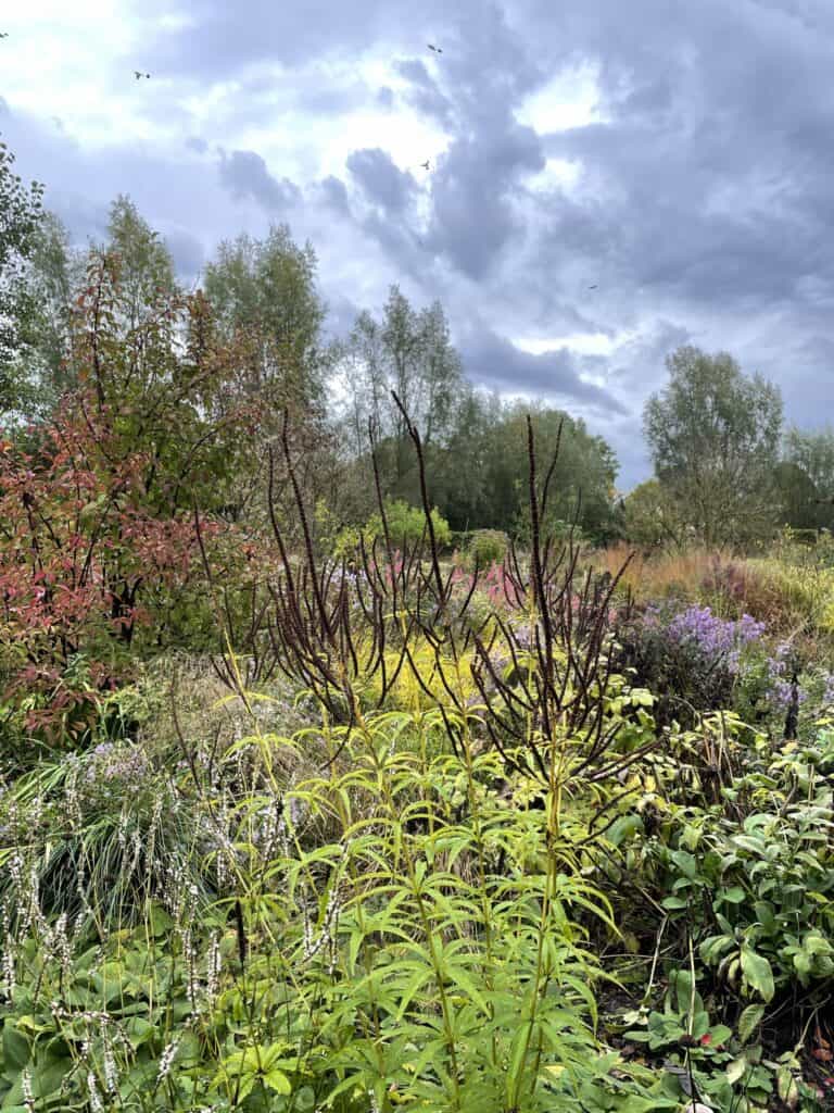 Silhouetten van vaste planten in oktober