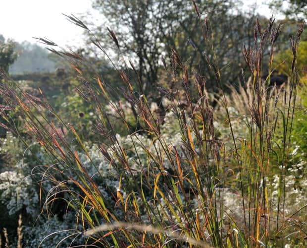 Rustige tuin met siergrassen en bloemen in de zon.