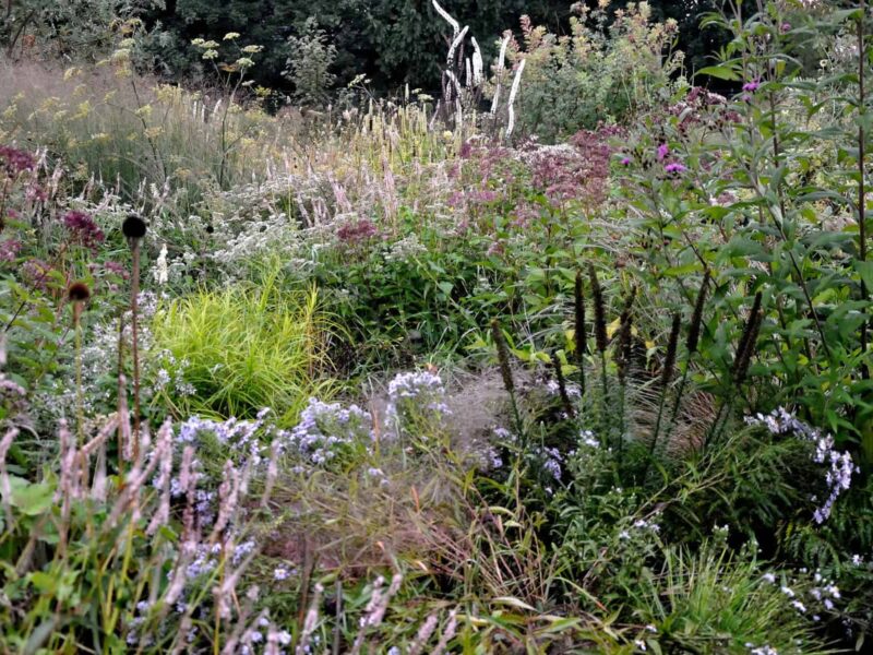 Opbouw van een border met vaste planten en siergrassen in lagen