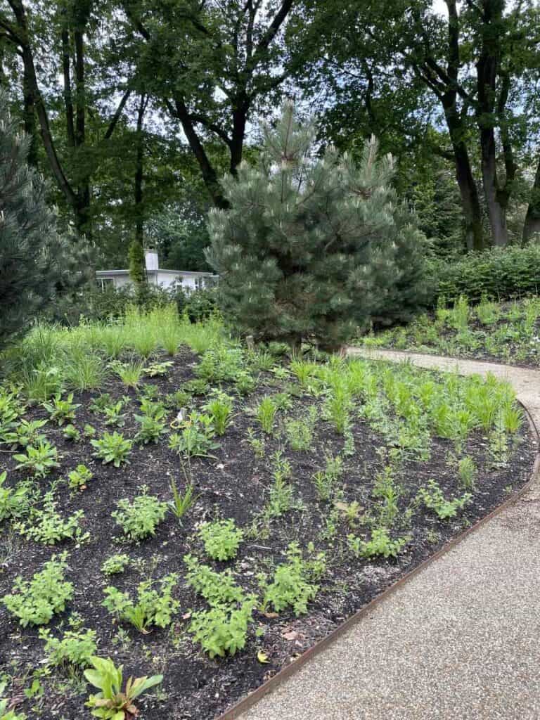 Border in het eerste seizoen na aanplant met nog kleine vaste planten