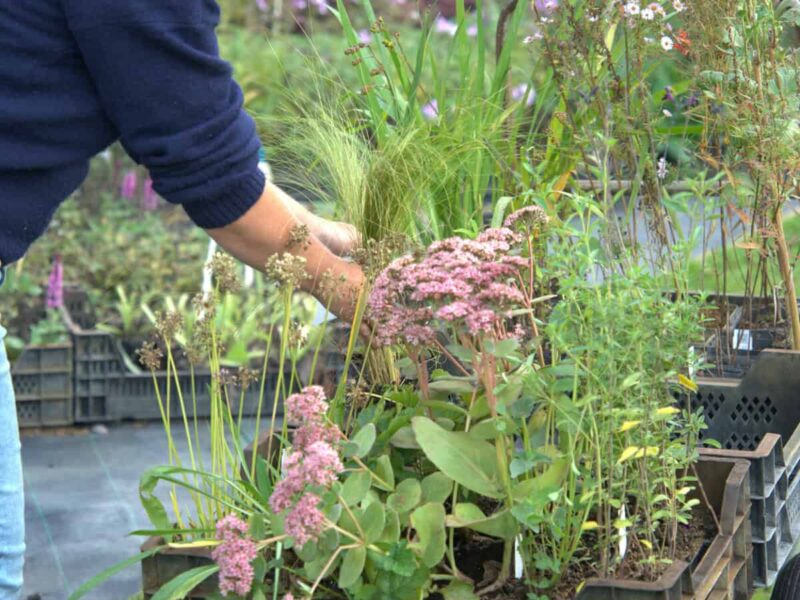 Borderpakket met vaste planten en siergrassen voor 4 vierkante meter