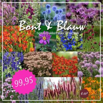 Borderpakketten met vaste planten en siergrassen voor een complete tuinborder