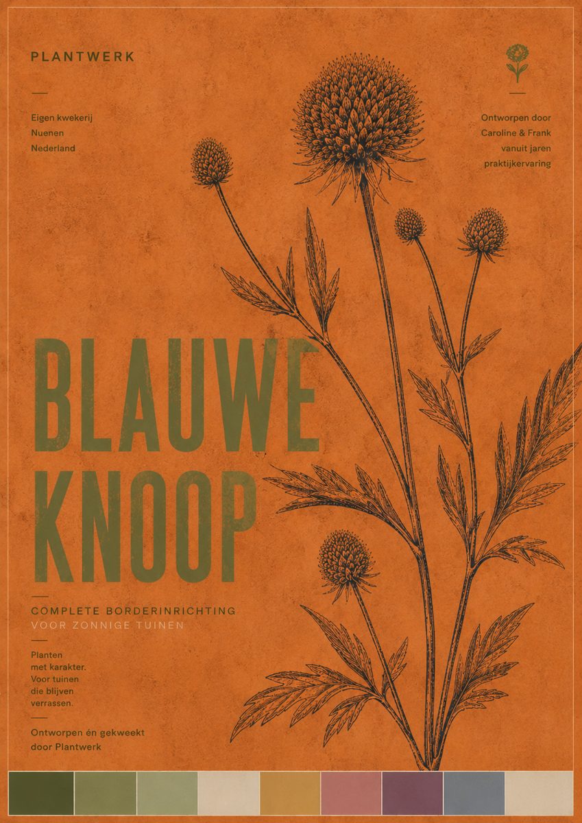 Botanical Collection Blauwe Knoop - borderpakket met inheemse planten voor zonnige tuinen