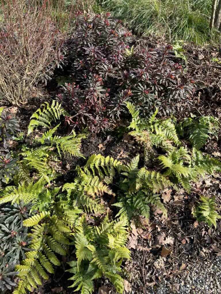 Wintergroene siergrassen tussen nieuwe groei