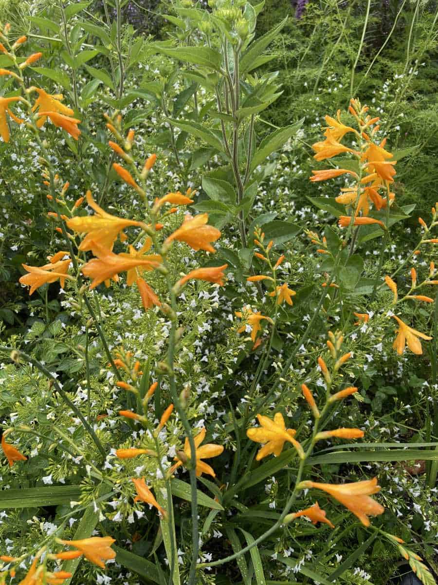 Plantcombinatie van Crocosmia en Calamintha in een zonnige border