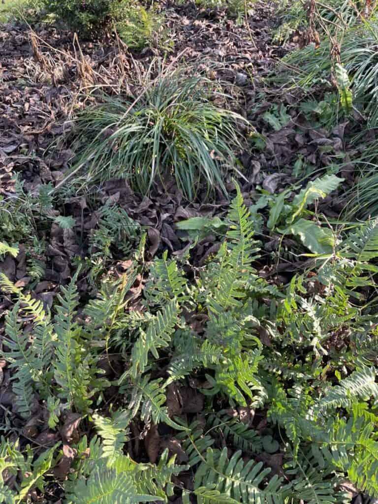 Siergrassen als overgang tussen winter en voorjaar