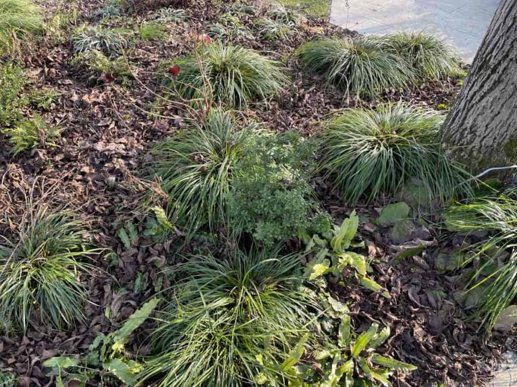 Overzicht van de tuin in februari met voelbare overgang