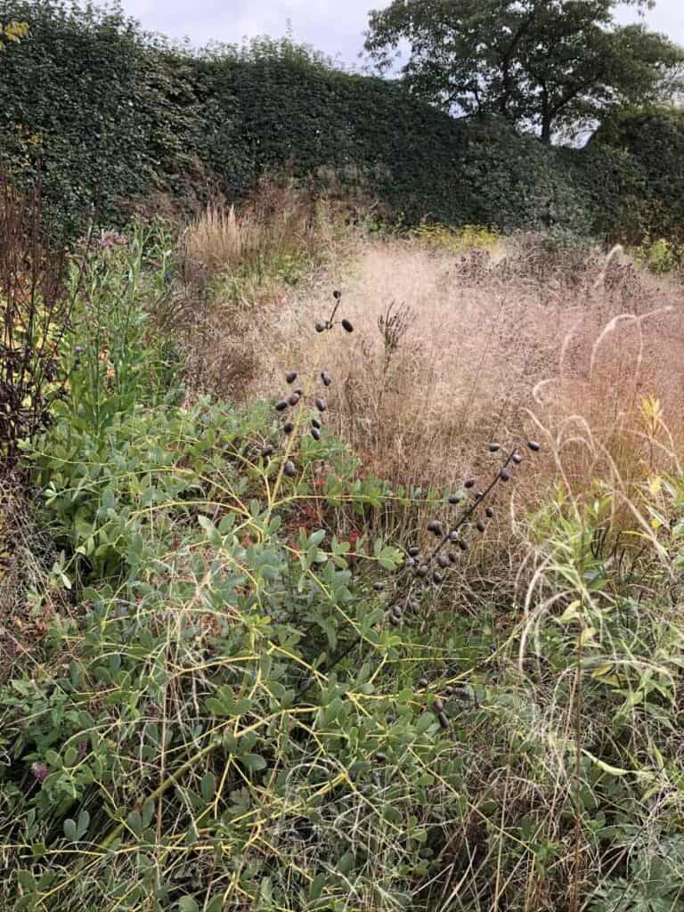 Deschampsia-gras in volle herfstkleur in een natuurlijke beplanting