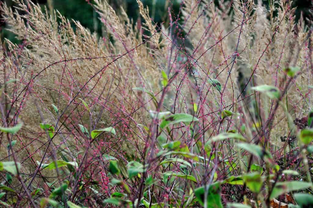 beweging door siergrassen in de tuin