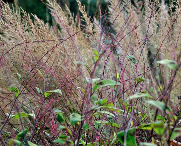 beweging door siergrassen in de tuin
