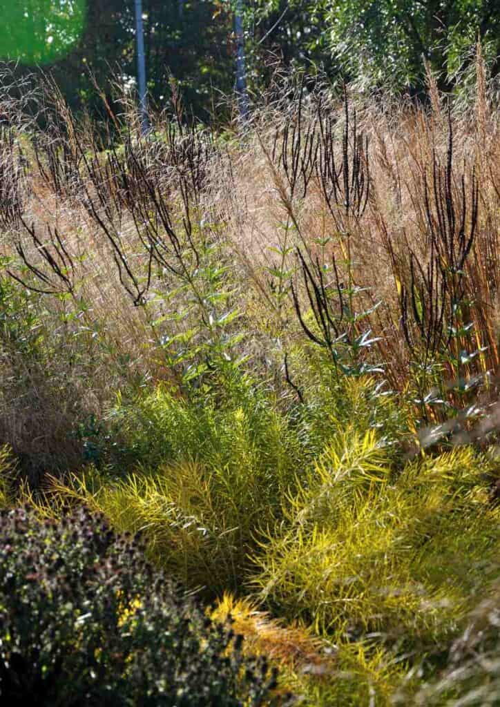 bladstructuur vaste planten