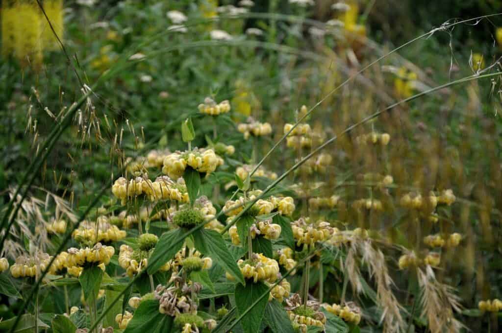 Bloeiende vaste planten in juni