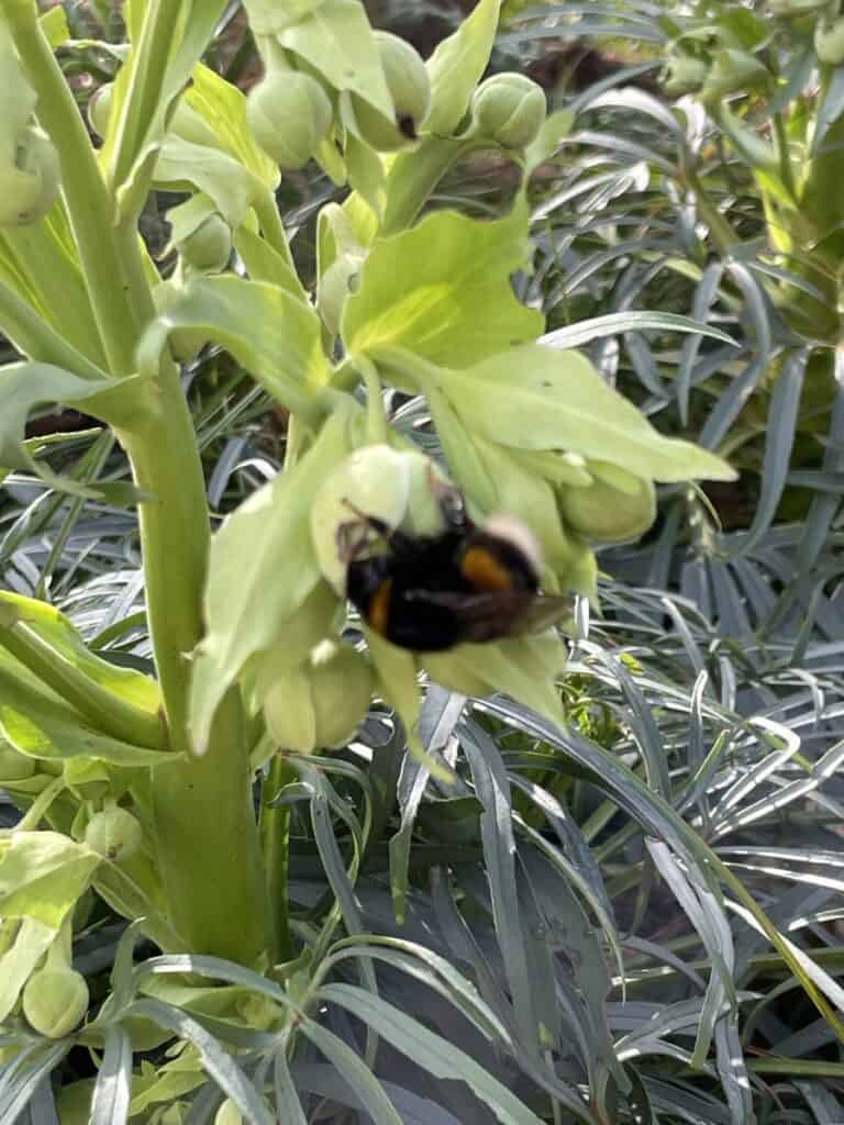 eerste bijen in planten in maart