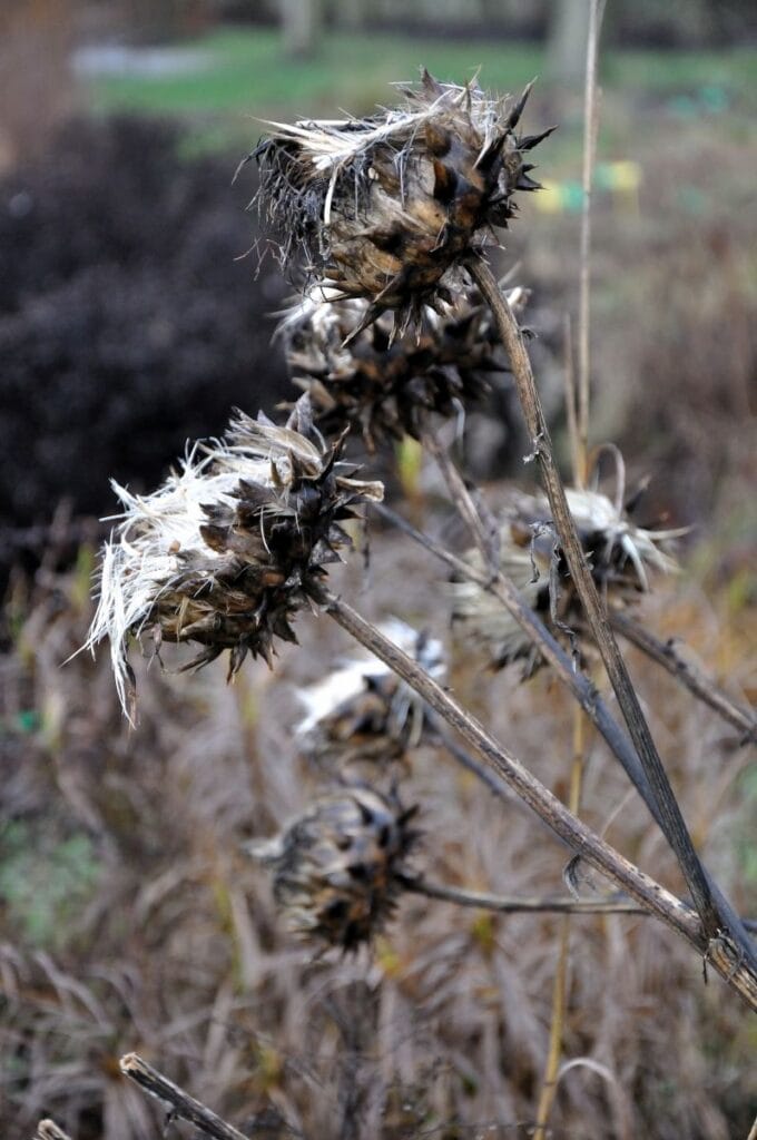 Lijnen en stelen van vaste planten in januari
