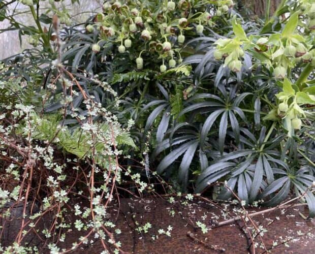 Jonge scheuten van vaste planten in maart